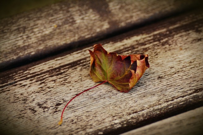 autumn-leaf-1728845_1280