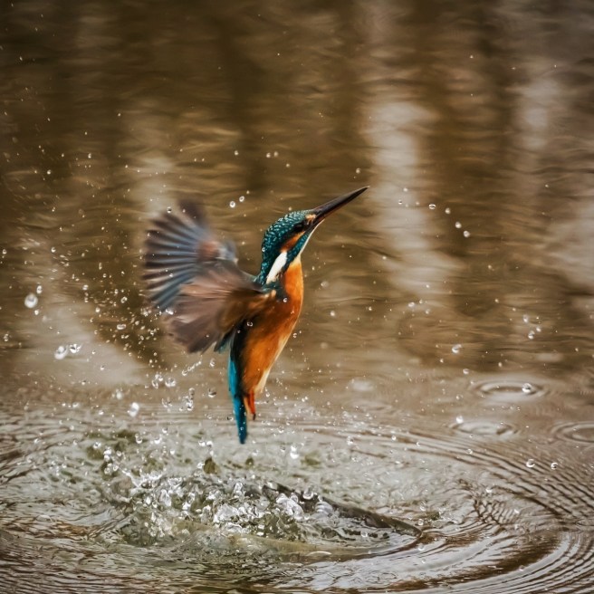 kingfisher-1068684_1280